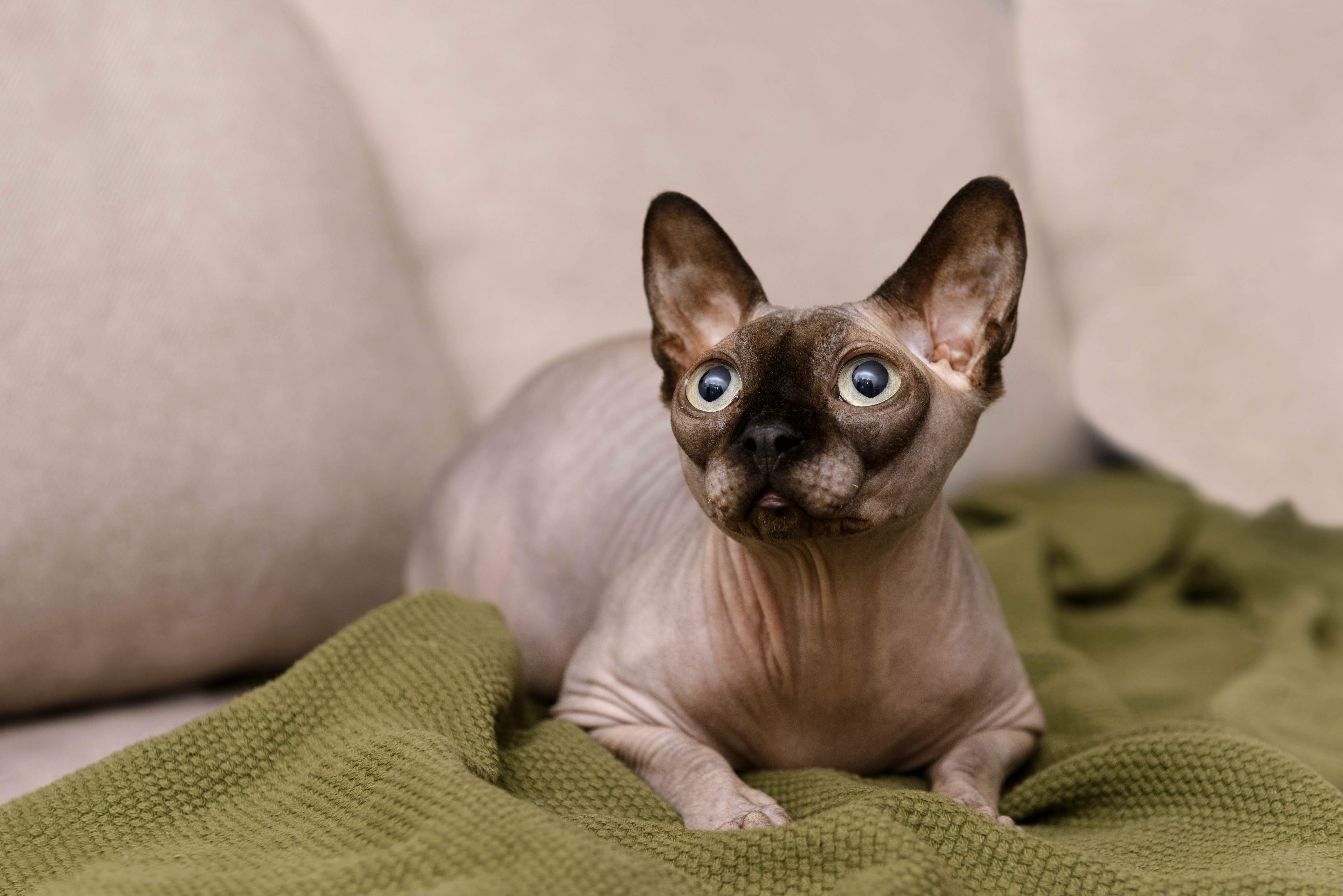 Effectively Prevent Bacteria From Growing In Cat Litter
